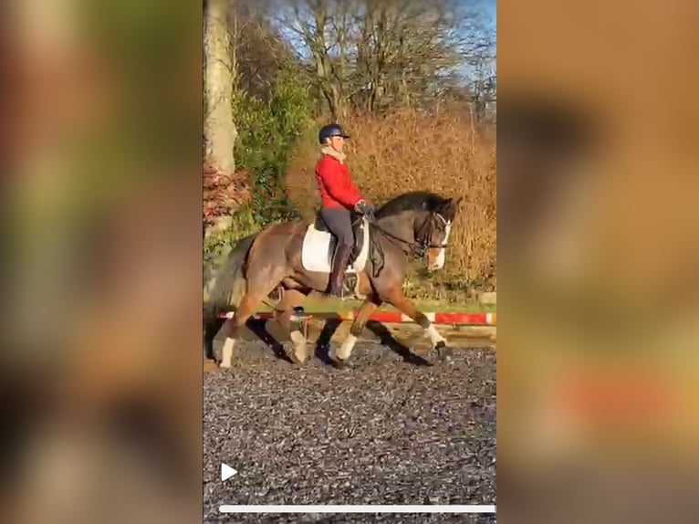 Polnisches Warmblut Wallach 17 Jahre 148 cm Brauner in Osdorf