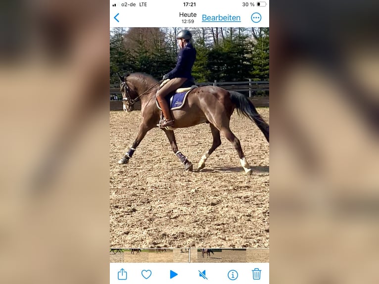 Polnisches Warmblut Wallach 17 Jahre 148 cm Brauner in Osdorf