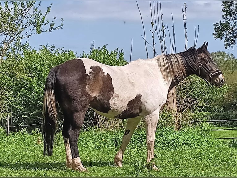 Polnisches Warmblut Wallach 17 Jahre 165 cm Schecke in Kiel