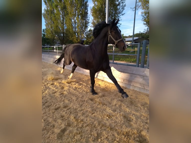 Polnisches Warmblut Wallach 17 Jahre 167 cm Brauner in Friedrichshafen