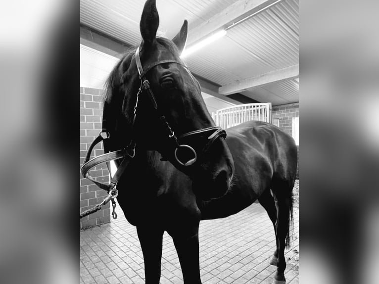 Polnisches Warmblut Wallach 17 Jahre 170 cm Rappe in Espelkamp