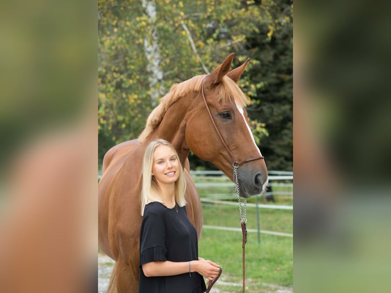 Polnisches Warmblut Wallach 17 Jahre 173 cm Fuchs in Greven