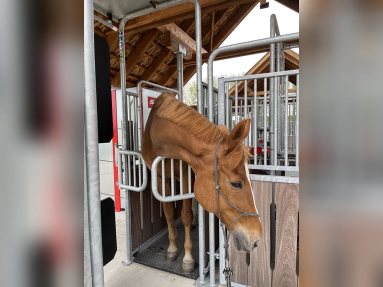 Polnisches Warmblut Wallach 17 Jahre 173 cm Fuchs in Greven