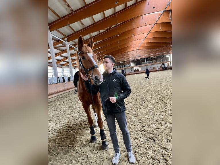 Polnisches Warmblut Wallach 17 Jahre 173 cm Fuchs in Greven