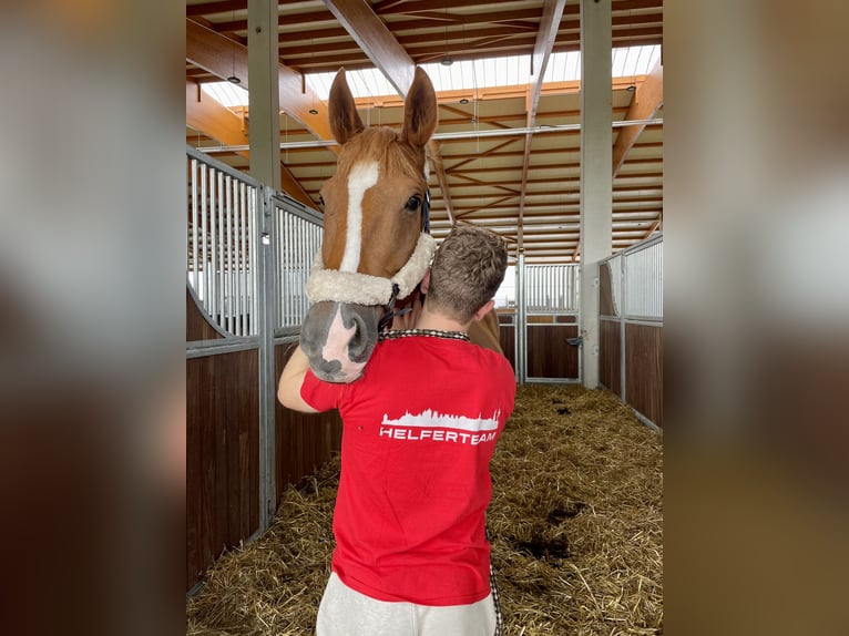 Polnisches Warmblut Wallach 17 Jahre 173 cm Fuchs in Greven