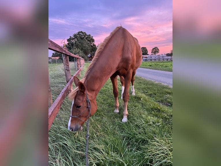 Polnisches Warmblut Wallach 17 Jahre 173 cm Fuchs in Greven
