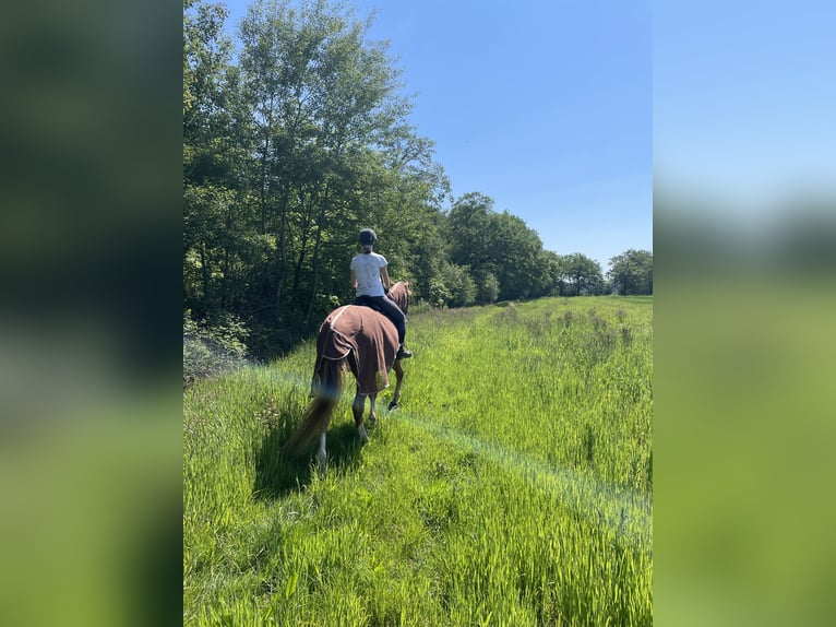 Polnisches Warmblut Wallach 17 Jahre 173 cm Fuchs in Greven