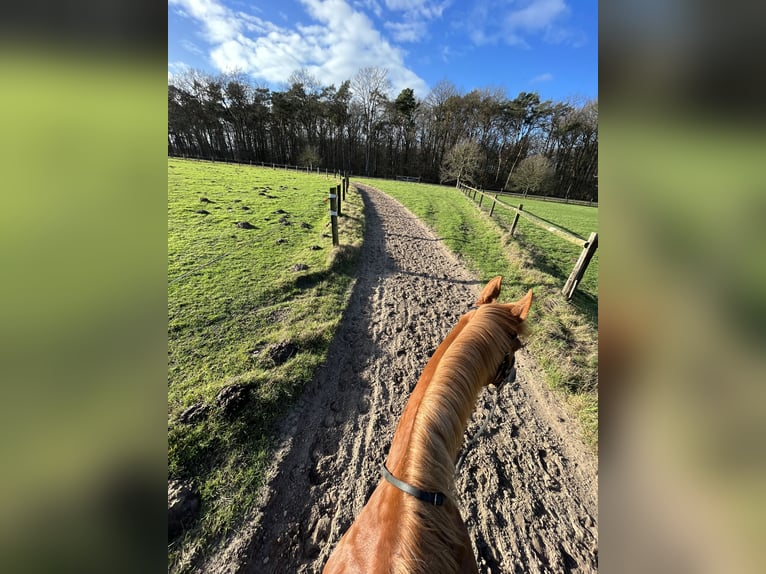 Polnisches Warmblut Wallach 17 Jahre 173 cm Fuchs in Greven