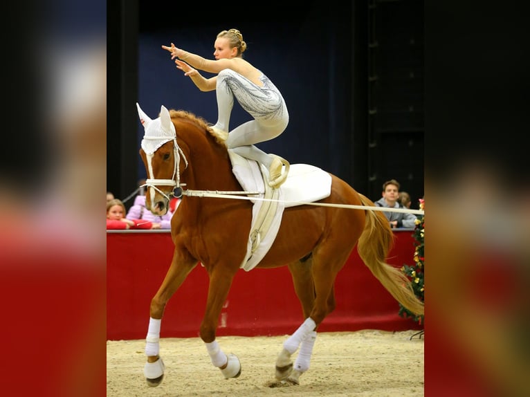 Polnisches Warmblut Wallach 17 Jahre 173 cm Fuchs in Greven