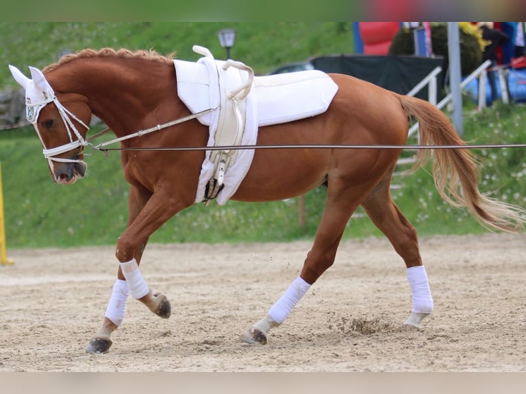 Polnisches Warmblut Wallach 17 Jahre 173 cm Fuchs in Greven