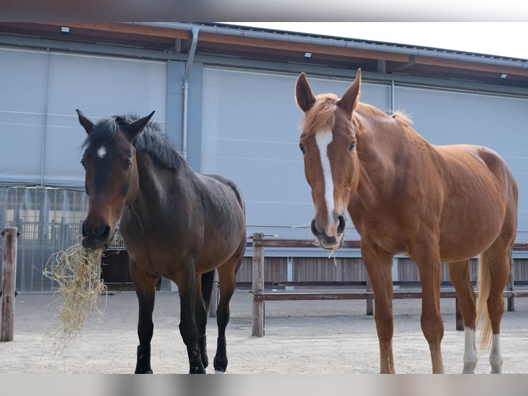 Polnisches Warmblut Wallach 17 Jahre 173 cm Fuchs in Greven