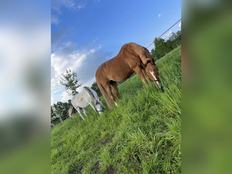 Polnisches Warmblut Wallach 17 Jahre 173 cm Fuchs in Greven