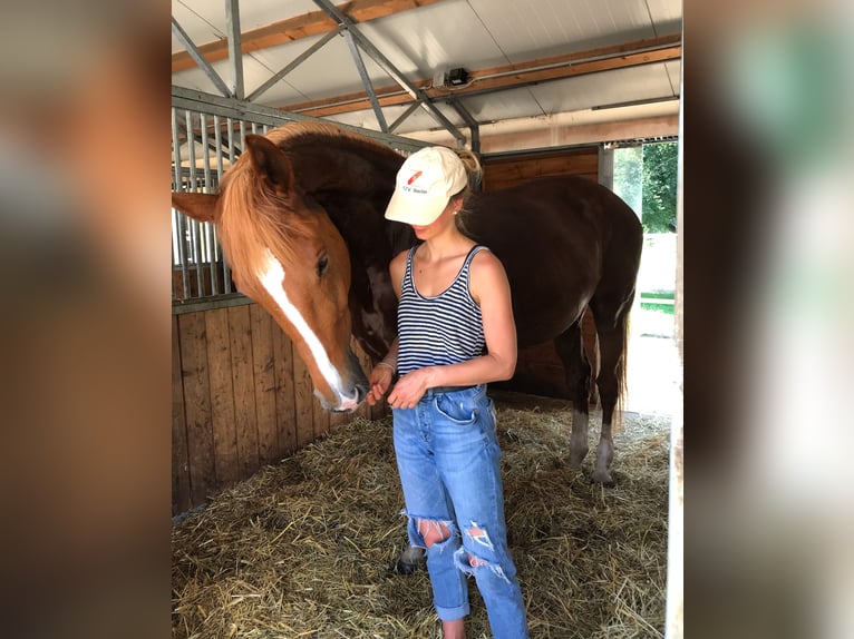 Polnisches Warmblut Wallach 17 Jahre 173 cm Fuchs in Greven