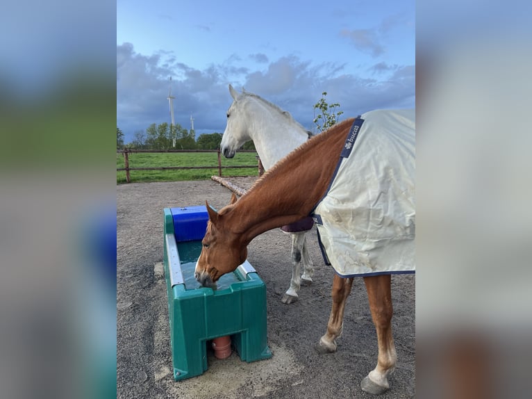 Polnisches Warmblut Wallach 17 Jahre 173 cm Fuchs in Greven
