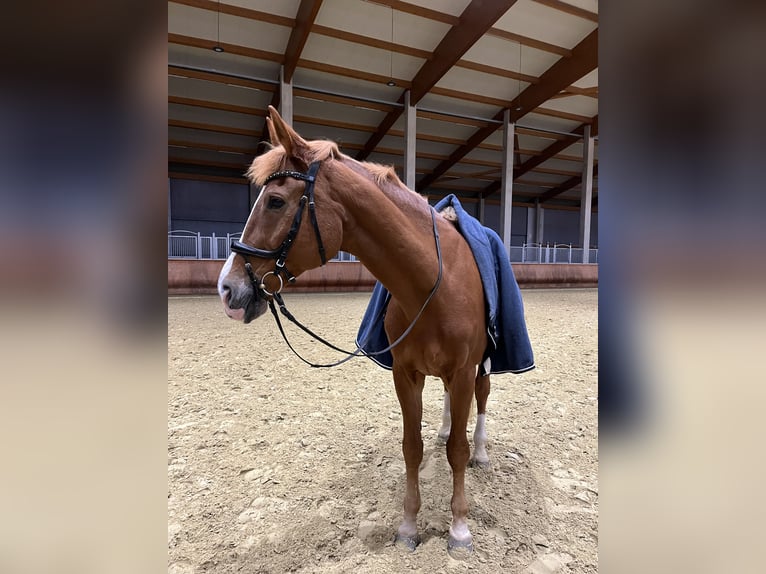 Polnisches Warmblut Wallach 17 Jahre 173 cm Fuchs in Greven