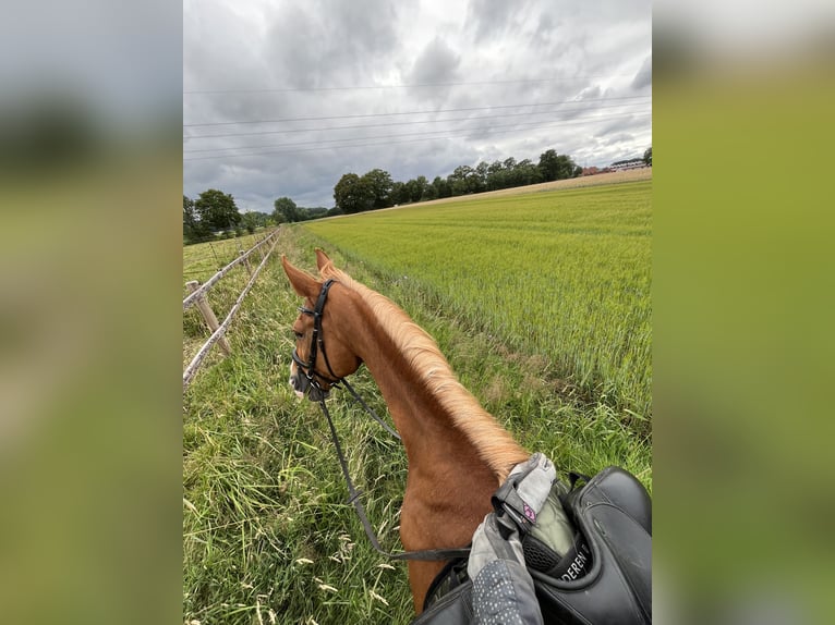 Polnisches Warmblut Wallach 17 Jahre 173 cm Fuchs in Greven