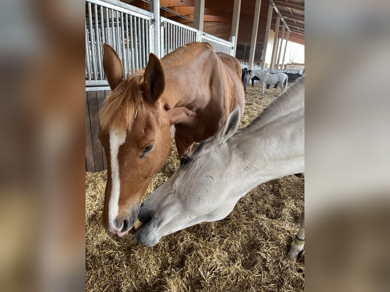 Polnisches Warmblut Wallach 17 Jahre 173 cm Fuchs in Greven