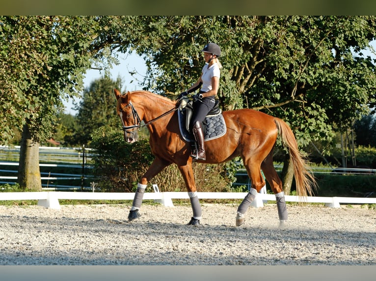 Polnisches Warmblut Wallach 17 Jahre 173 cm Fuchs in Greven