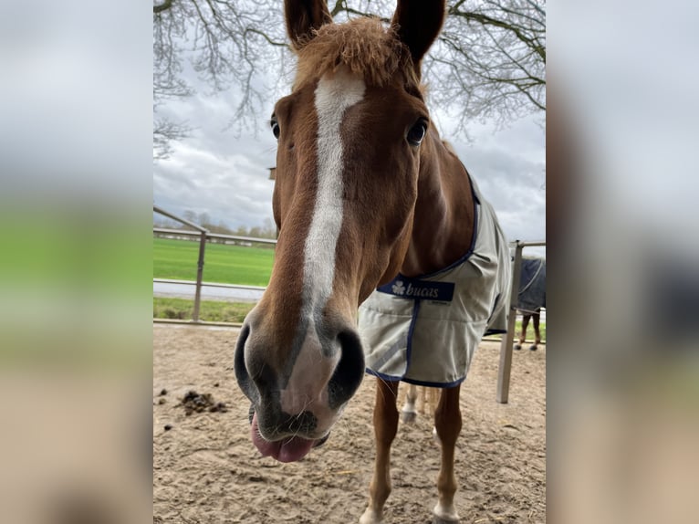Polnisches Warmblut Wallach 17 Jahre 173 cm Fuchs in Greven