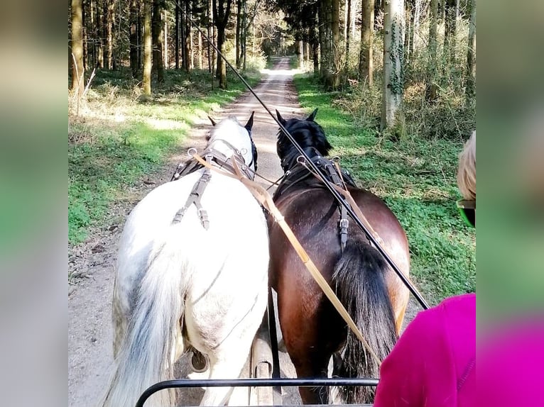 Polnisches Warmblut Wallach 17 Jahre 177 cm Schimmel in Radolfzell am Bodensee