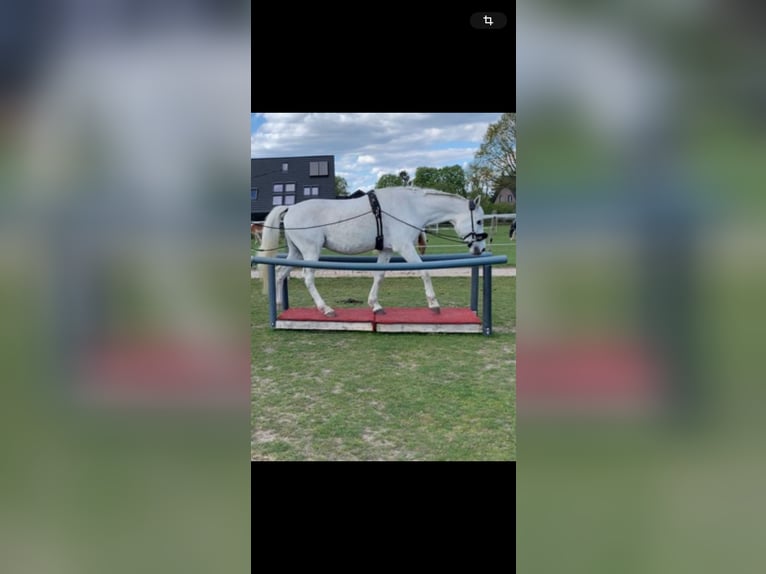 Polnisches Warmblut Wallach 18 Jahre 167 cm in H&#xFC;ttblek