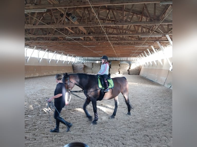 Polnisches Warmblut Wallach 18 Jahre 170 cm Dunkelbrauner in Versmold