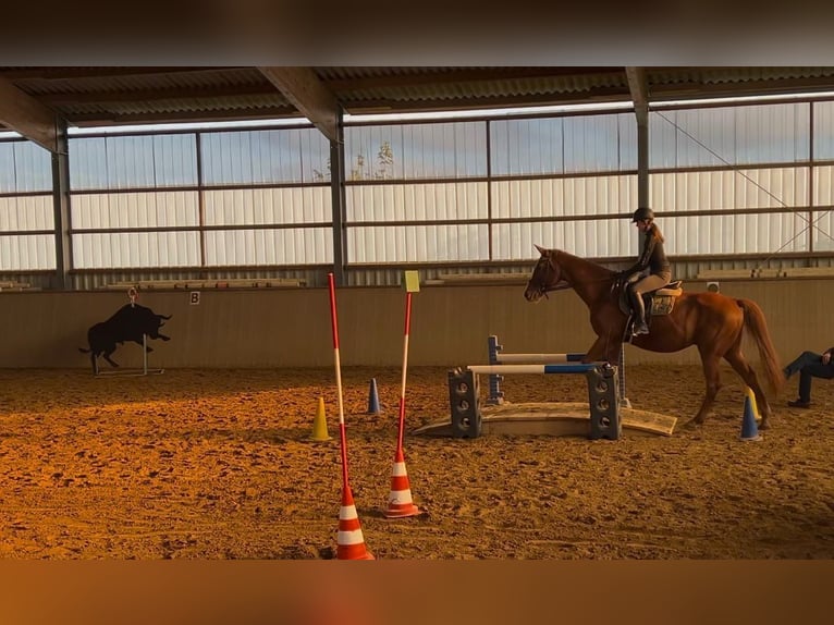 Polnisches Warmblut Wallach 18 Jahre 170 cm Fuchs in Obernburg am Main