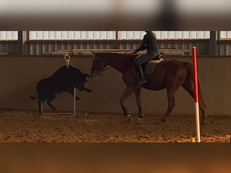 Polnisches Warmblut Wallach 18 Jahre 170 cm Fuchs in Obernburg am Main