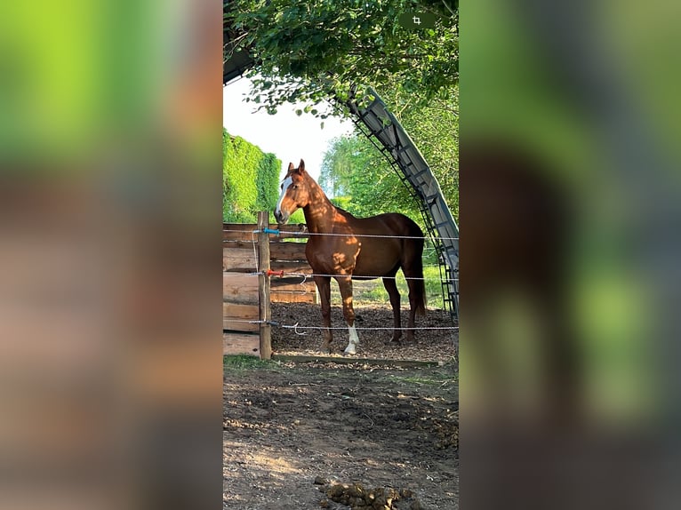 Polnisches Warmblut Wallach 18 Jahre 170 cm Fuchs in Obernburg am Main