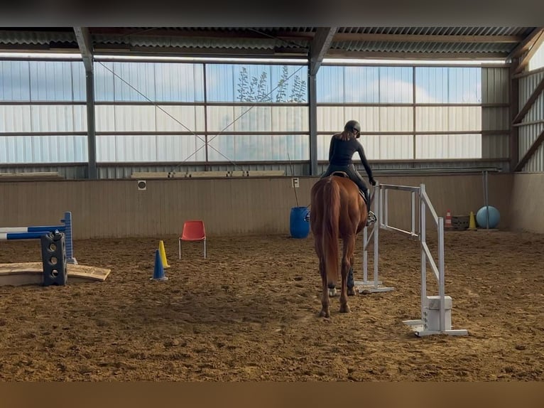 Polnisches Warmblut Wallach 18 Jahre 170 cm Fuchs in Obernburg am Main