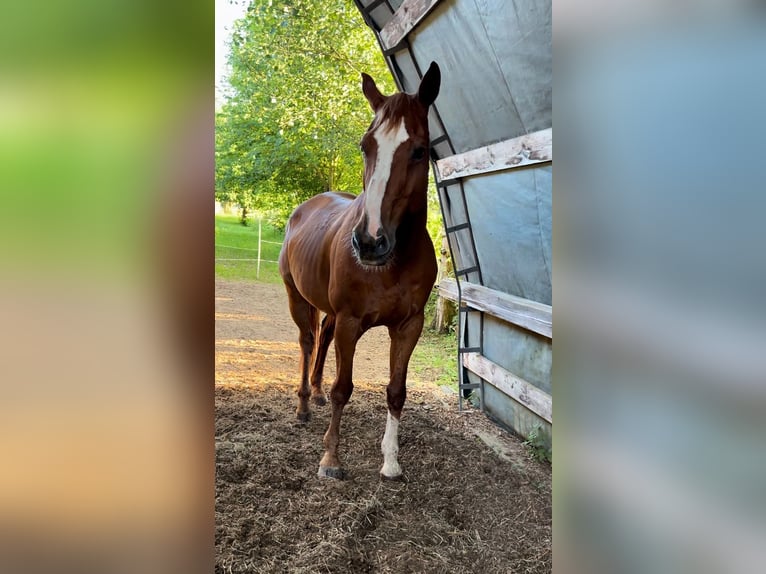 Polnisches Warmblut Wallach 18 Jahre 173 cm Fuchs in Obernburg am Main