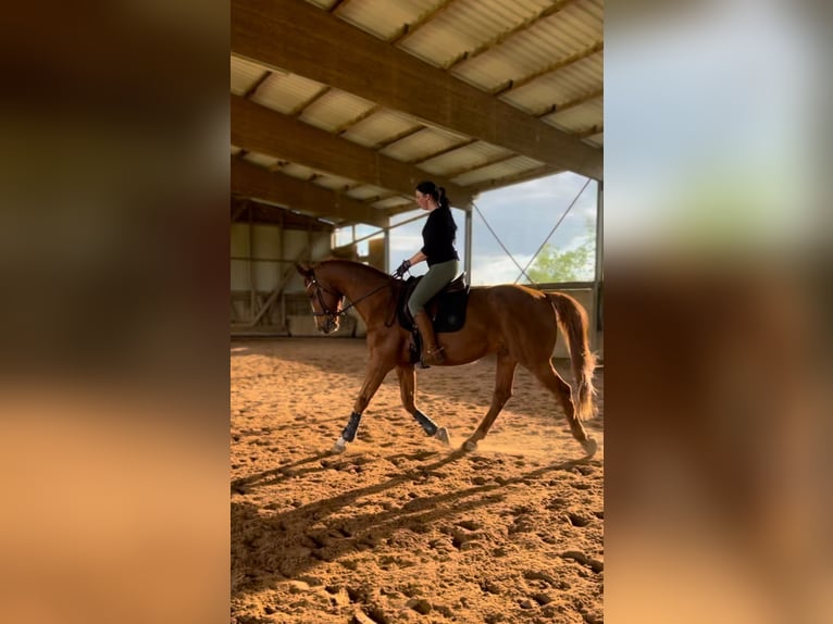 Polnisches Warmblut Wallach 18 Jahre 173 cm Fuchs in Obernburg am Main