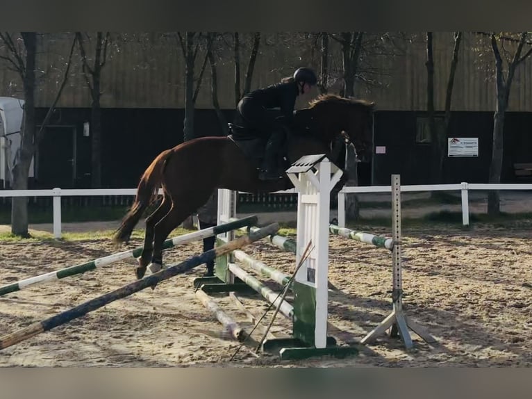 Polnisches Warmblut Wallach 19 Jahre 168 cm Fuchs in Bad Schmiedeberg