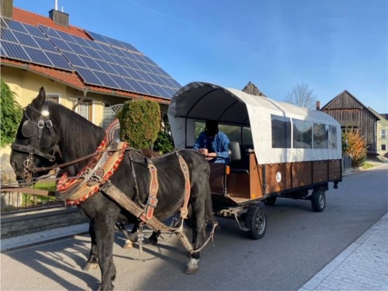 Polnisches Warmblut Wallach 20 Jahre 160 cm Rappe in Steinberg am See