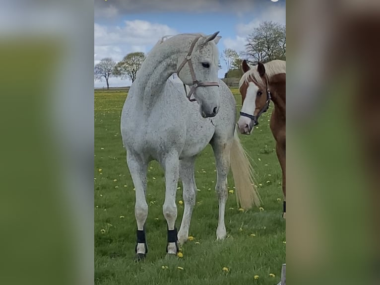 Polnisches Warmblut Wallach 20 Jahre 162 cm Fliegenschimmel in Schmallenberg