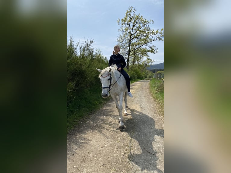 Polnisches Warmblut Wallach 20 Jahre 162 cm Fliegenschimmel in Schmallenberg