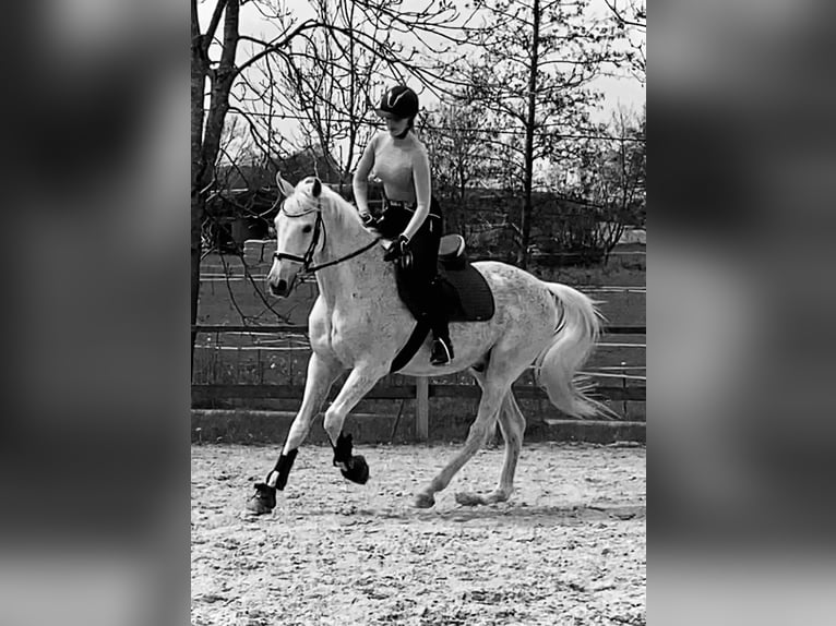 Polnisches Warmblut Wallach 20 Jahre 162 cm Fliegenschimmel in Schmallenberg