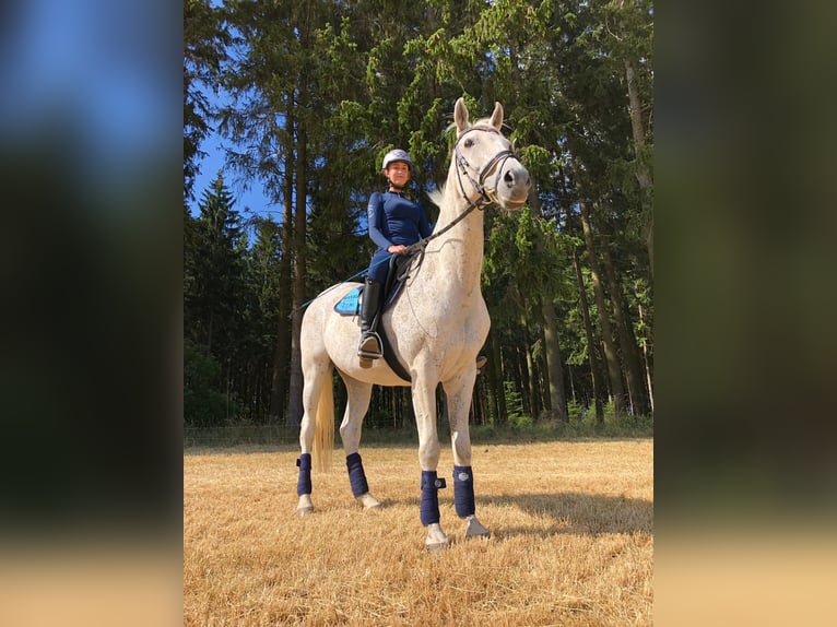 Polnisches Warmblut Wallach 20 Jahre 162 cm Fliegenschimmel in Schmallenberg