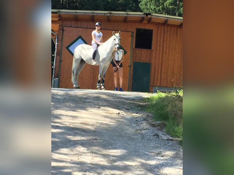 Polnisches Warmblut Wallach 20 Jahre 162 cm Fliegenschimmel in Schmallenberg