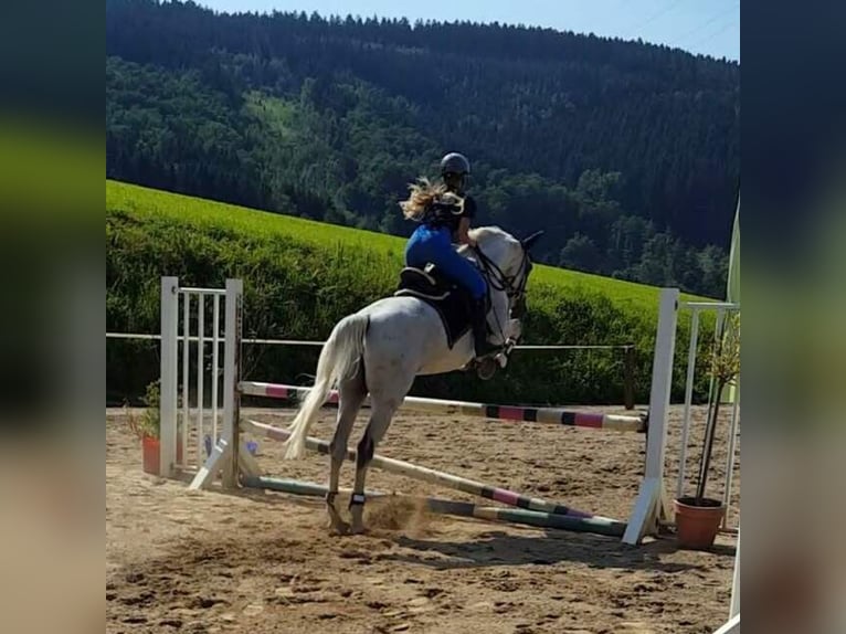 Polnisches Warmblut Wallach 20 Jahre 162 cm Fliegenschimmel in Schmallenberg