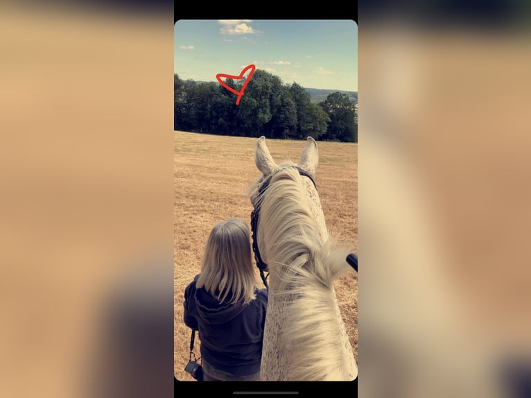 Polnisches Warmblut Wallach 20 Jahre 162 cm Fliegenschimmel in Schmallenberg