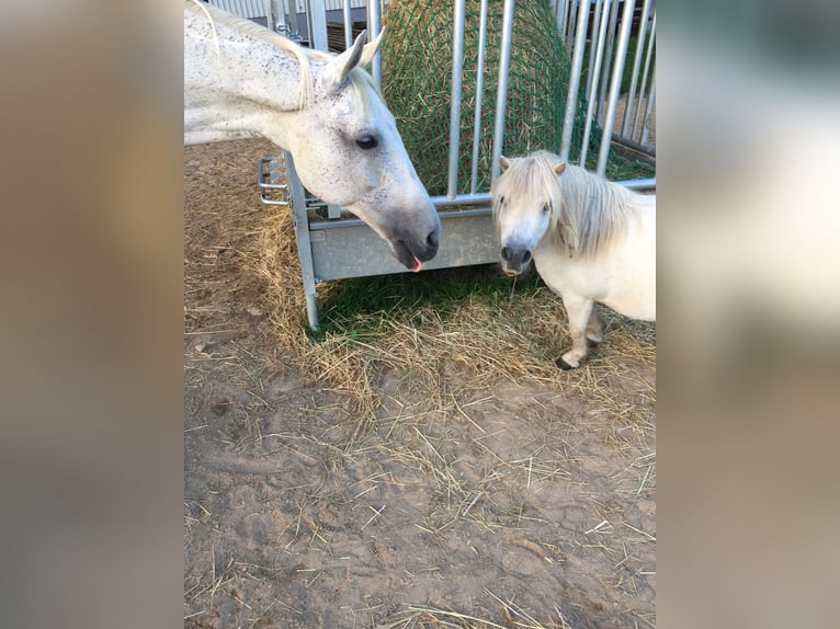 Polnisches Warmblut Wallach 20 Jahre 162 cm Fliegenschimmel in Schmallenberg