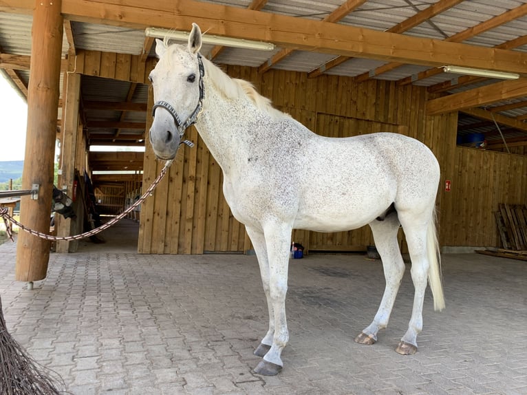 Polnisches Warmblut Wallach 20 Jahre 162 cm Fliegenschimmel in Schmallenberg