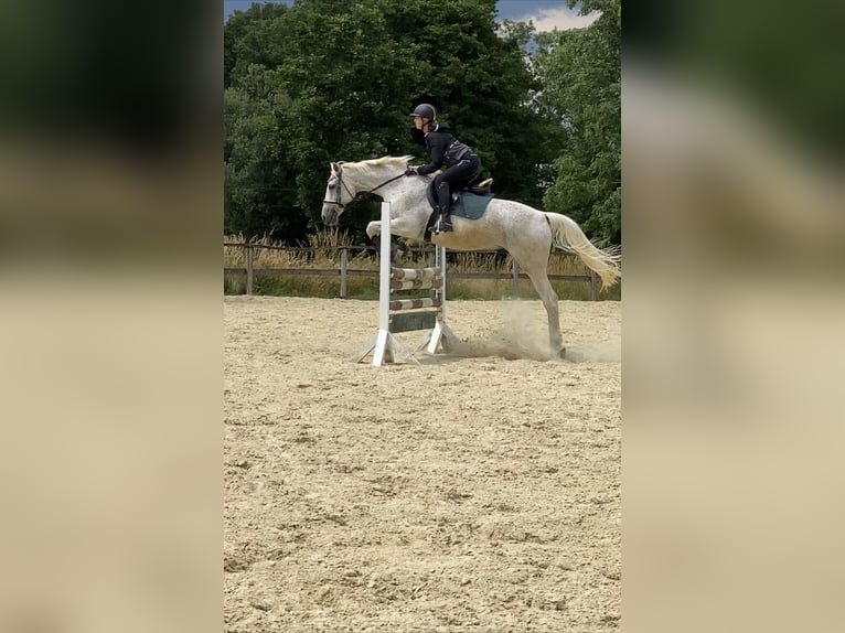 Polnisches Warmblut Wallach 20 Jahre 162 cm Fliegenschimmel in Schmallenberg