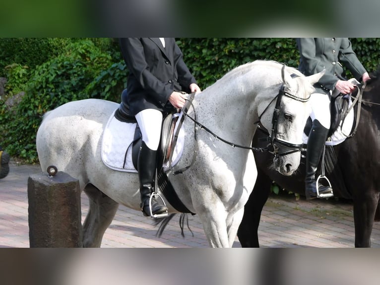 Polnisches Warmblut Wallach 20 Jahre 162 cm Fliegenschimmel in Schmallenberg