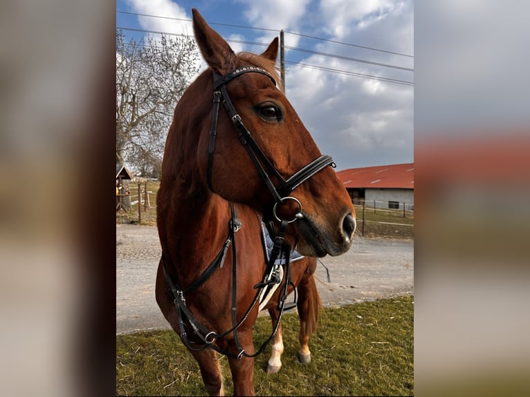 Polnisches Warmblut Wallach 20 Jahre 167 cm Fuchs in R&#xF6;blingen am See