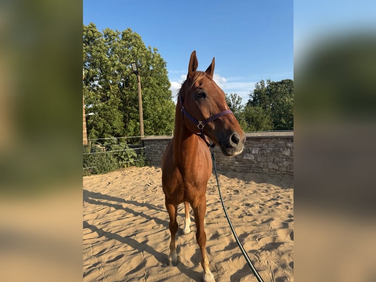 Polnisches Warmblut Wallach 20 Jahre 167 cm Fuchs in R&#xF6;blingen am See