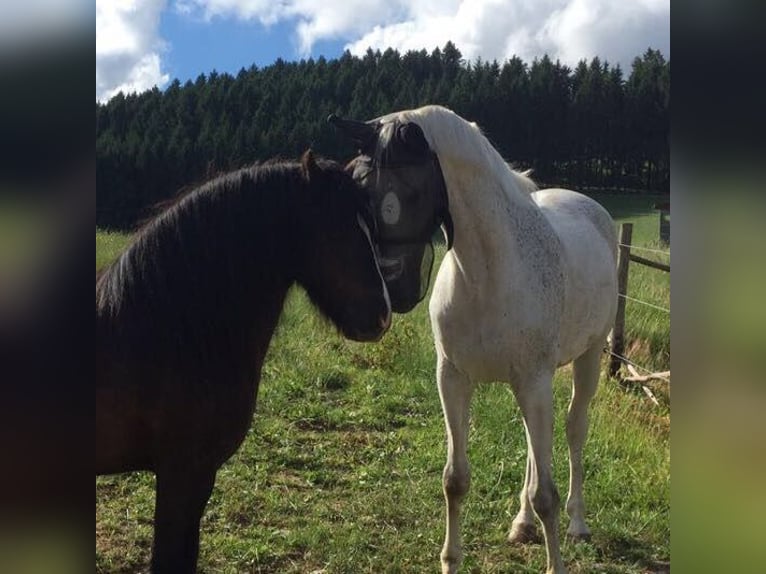 Polnisches Warmblut Wallach 21 Jahre 162 cm Fliegenschimmel in Schmallenberg