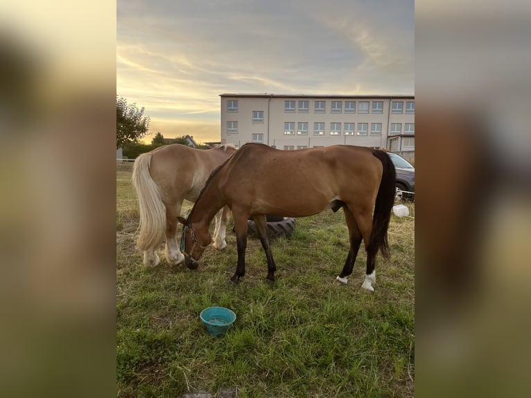 Polnisches Warmblut Wallach 28 Jahre 167 cm Brauner in Pfaffschwende