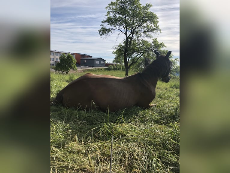 Polnisches Warmblut Wallach 28 Jahre 167 cm Brauner in Pfaffschwende